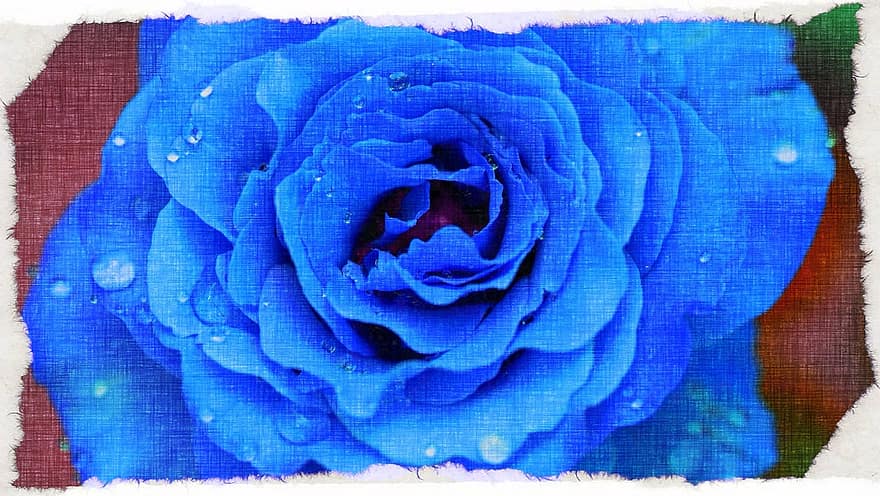 Blau, Regal, Rose, Farbe, Blume, Regentropfen, Natur, Digital, fotografieren, ungewöhnlich, Australien
