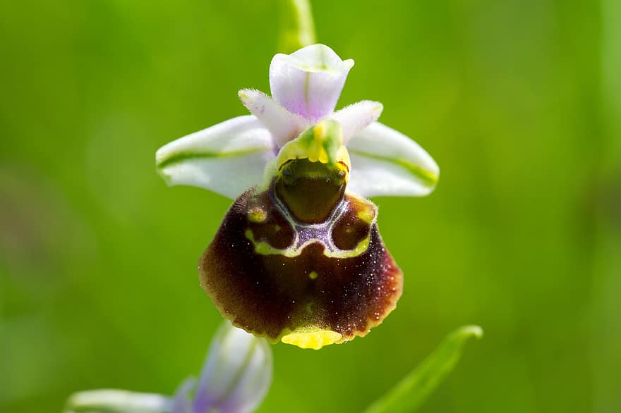 bunga-bunga, anggrek, botani, berkembang, mekar, Anggrek laba-laba awal, Ophrys Sphegodes, taman, merapatkan, bunga, menanam