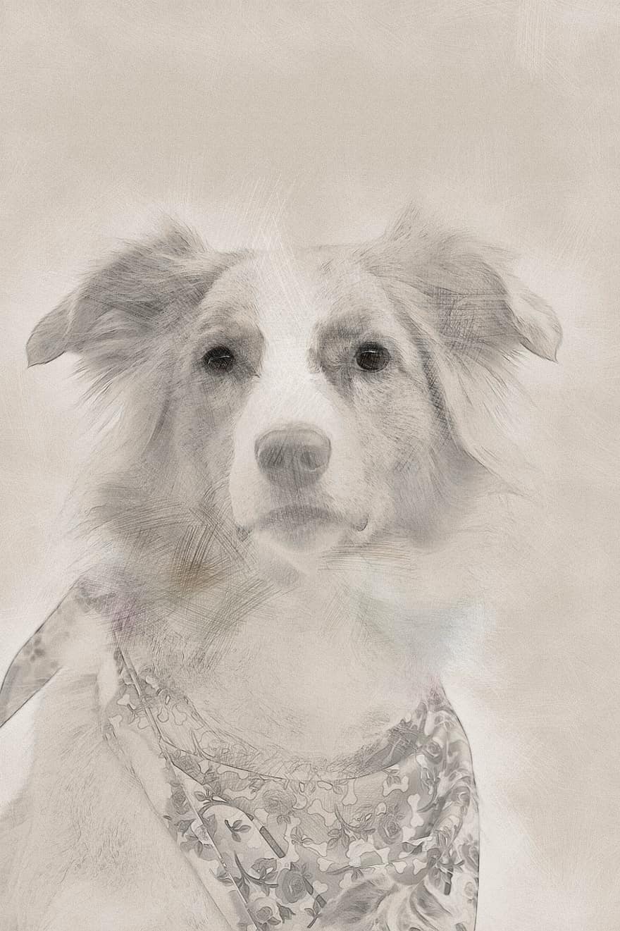 australischer Hirte, skizzieren, Zeichnung, Hund, Eckzahn, Haustiere, reinrassiger Hund, Illustration, Hündchen, süß, Porträt