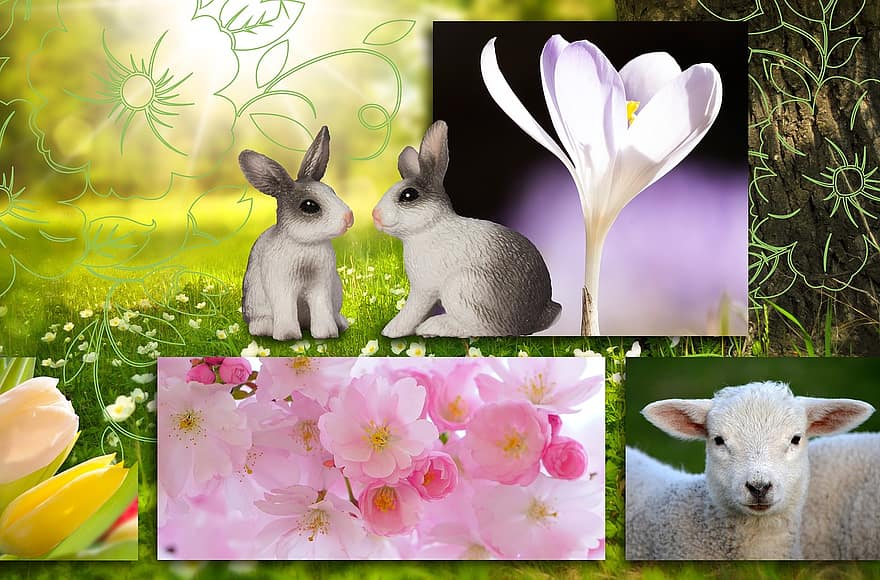 jaro, krokus, zajíc, jehněčí, slunce, Třešňový květ, tulipán, květ, flóra, Příroda, fialový