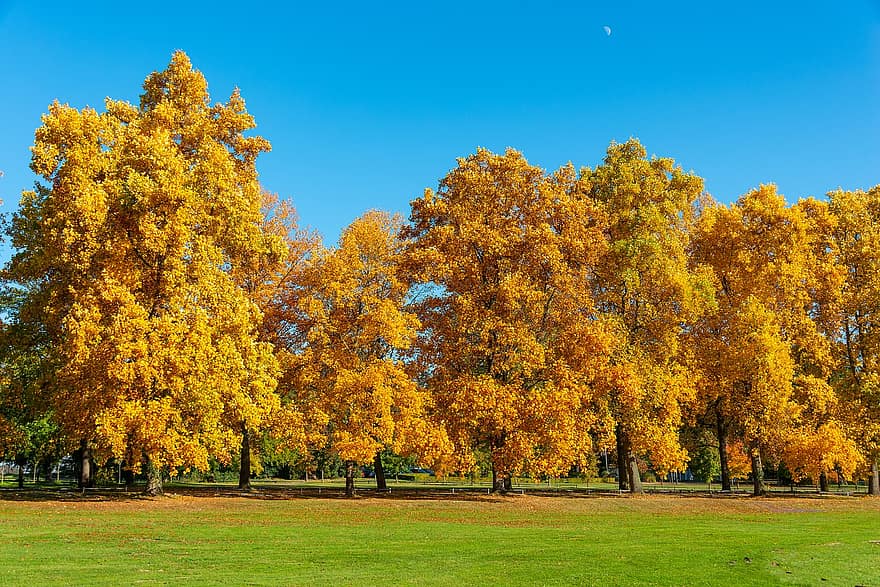 des arbres, champ, tomber, l'automne, la nature, paysage, Prairie, parc, en plein air, feuilles, feuilles d'automne