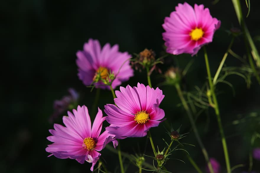 コスモスの花、ピンクコスモス、フラワーズ、フローラ、工場、ピンクの花、咲く、花、花びら、自然