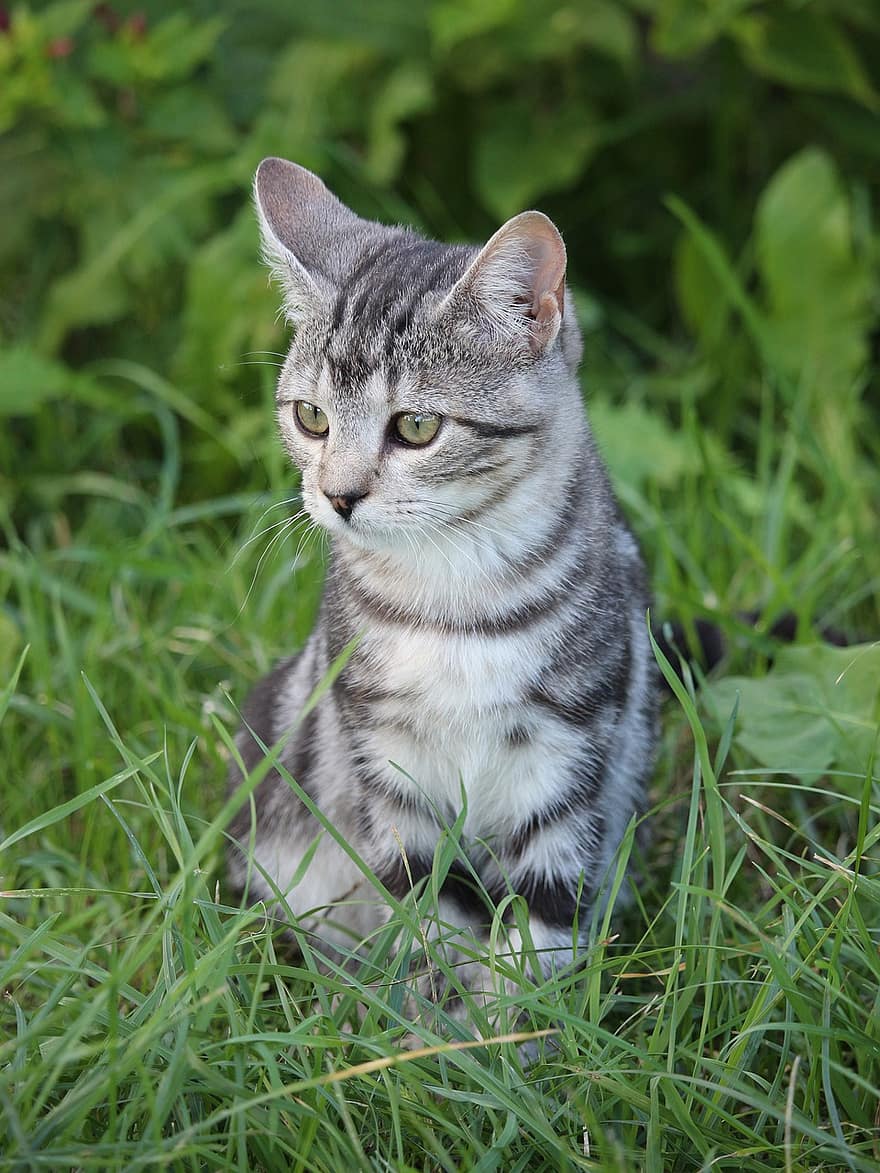 кошка, кошачий, котенок, полосатый котенок, домашнее животное, трава, животные