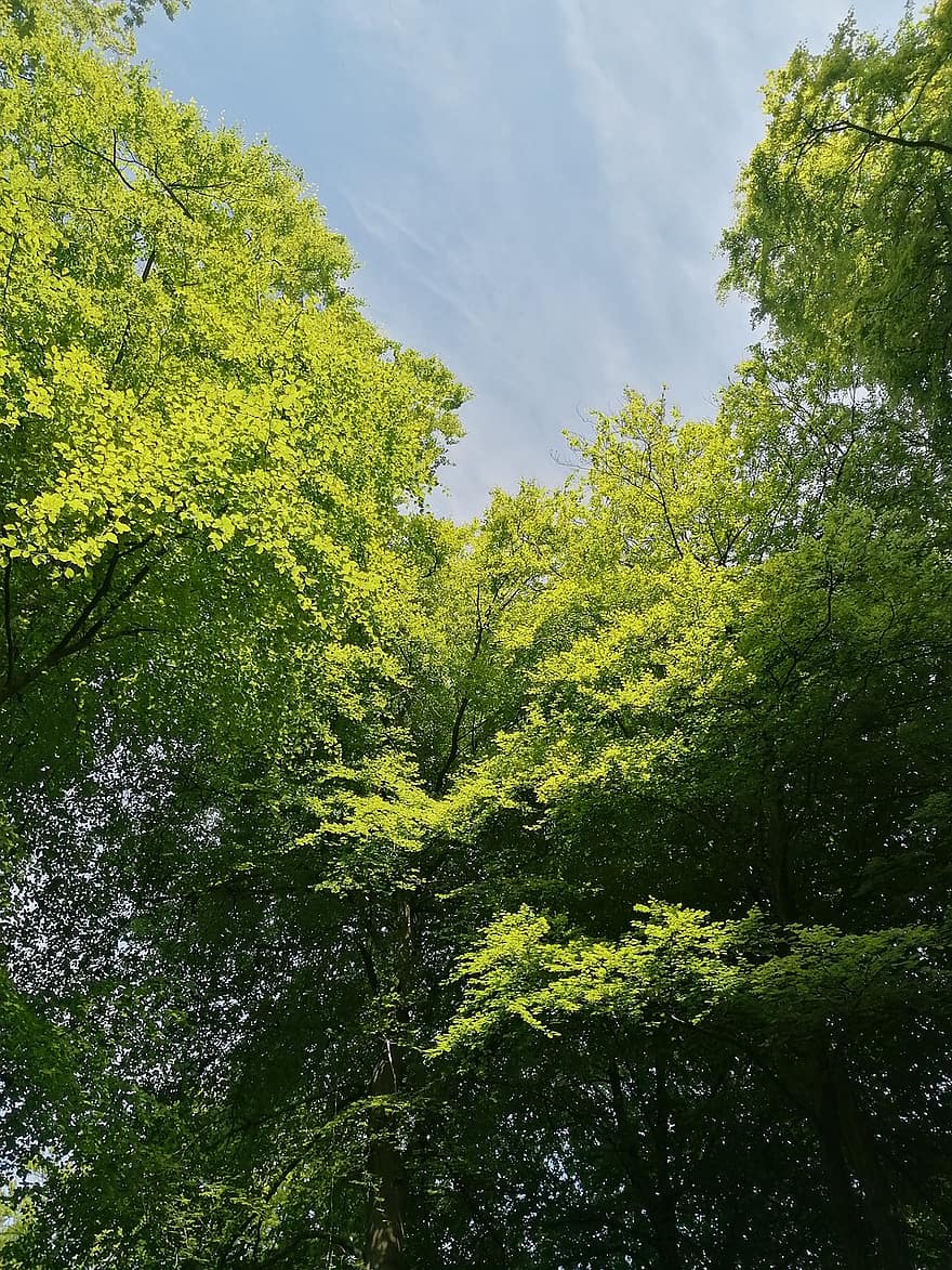 Trees, Leaves, Forest, Woods, Woodlands, Foliage, Green Leaves, Green Foliage, Lush, Vegetation, Nature