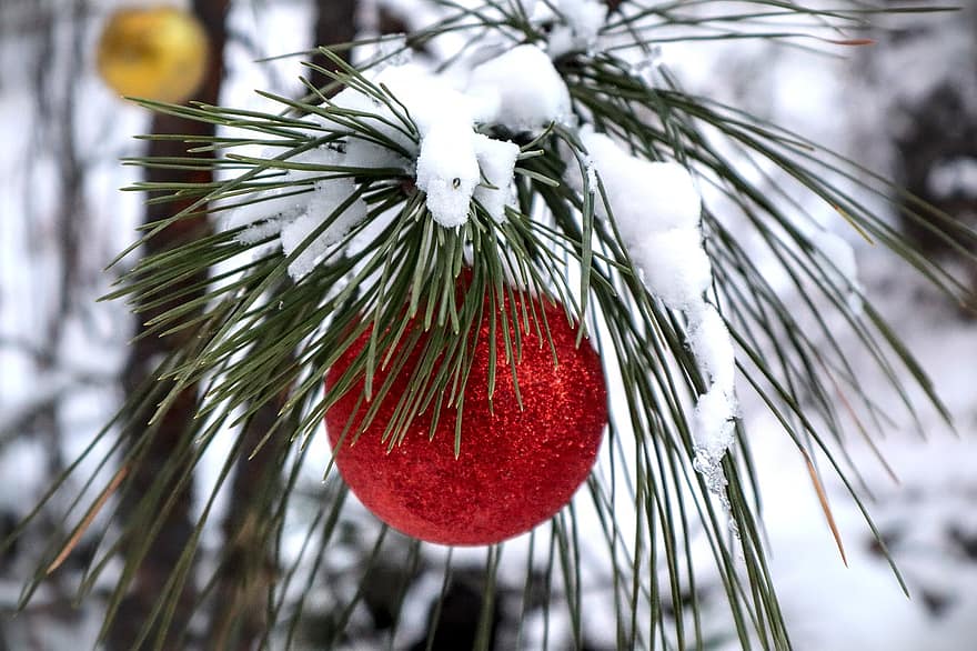 jul, vinter, snø, ornament, tre, natur, skog, rød, ferie