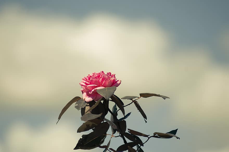Rosa, flor, planta, Rosa rosada, flor rosa, hojas, primavera, floración, jardín, naturaleza, de cerca