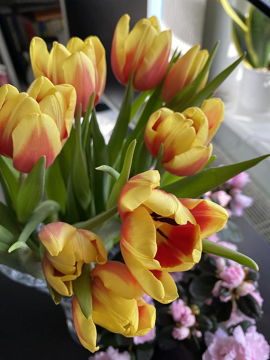 las flores, tulipanes, ramo de flores, plantas, naturaleza, primavera, botánica, floración, flor, pétalos, crecimiento