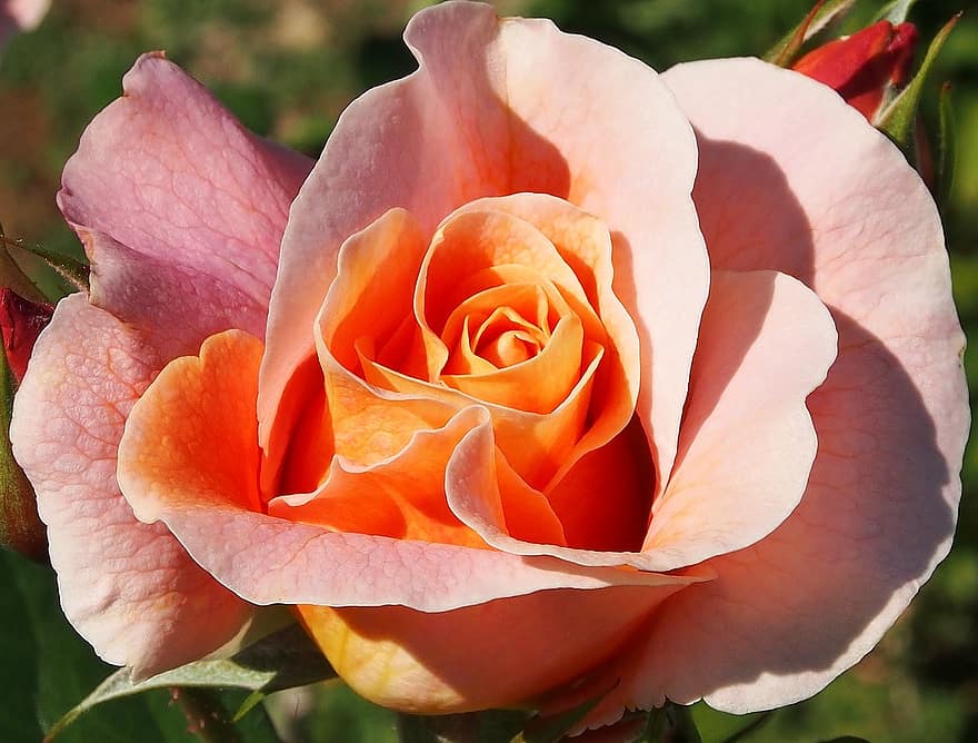 roos, marie hoogte, abrikozen kleuren, inschrijving, Roze gekleurd, bloem, knop, rose bloei, groet, huwelijk, verjaardag