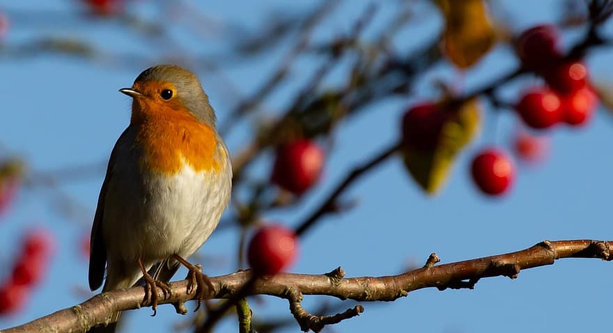 Robin, Bird, Branch, Perched, Robin Redbreast, European Robin, Passerine Bird, Animal, Wildlife, Closeup, Festive