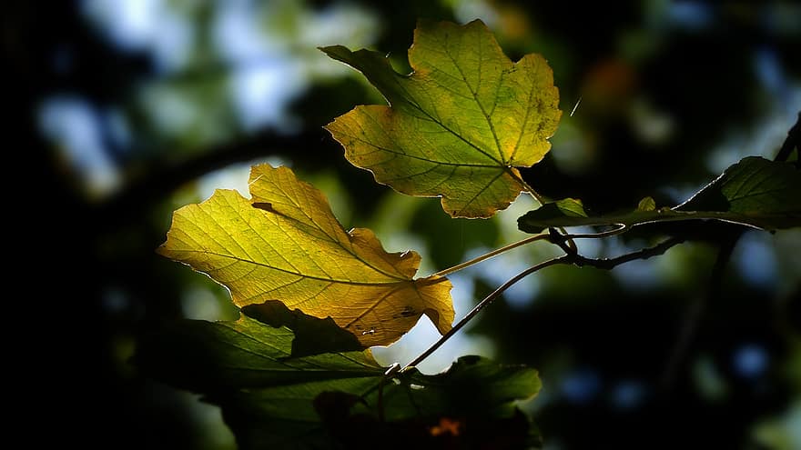 bladeren, gebladerte, boom, vallen, Bos, groen, blad, herfst, geel, fabriek, detailopname