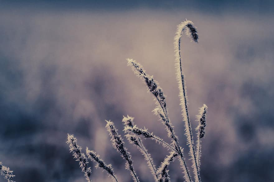 Natur, Frost, Botanik, Winter, Eiszapfen, Pflanze