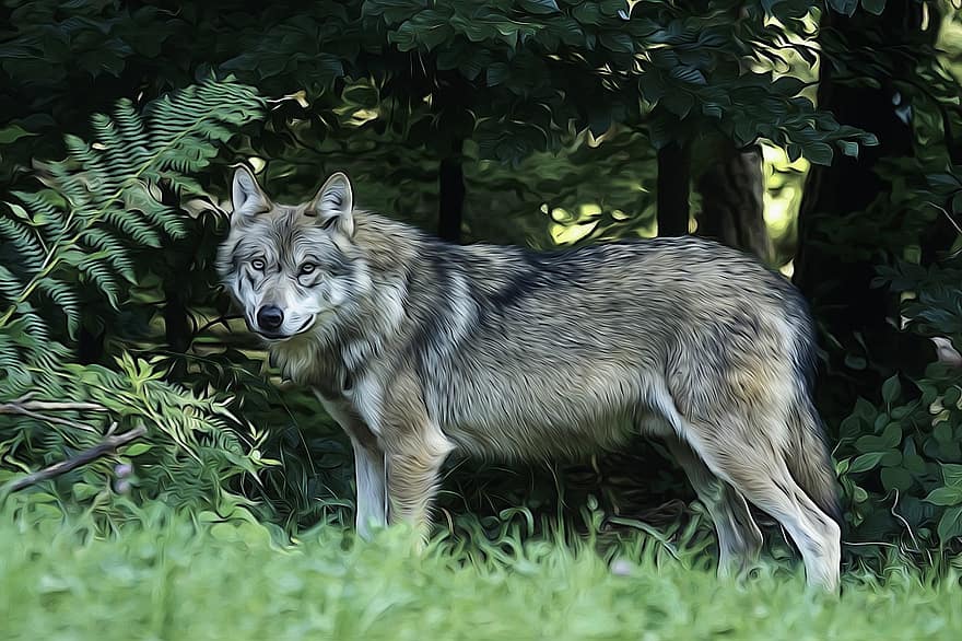 狼、捕食者、ヨーロッパのオオカミ、肉食動物、哺乳類、注意、カニスループス、ハンター、野生動物、動物、森林