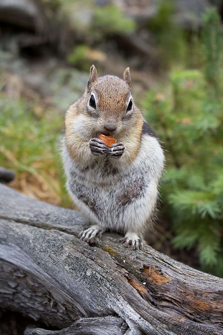észak-amerikai mókus, mókus, rágcsáló, log, törzs, fa, ülés, természet, szabadban, állat, vad