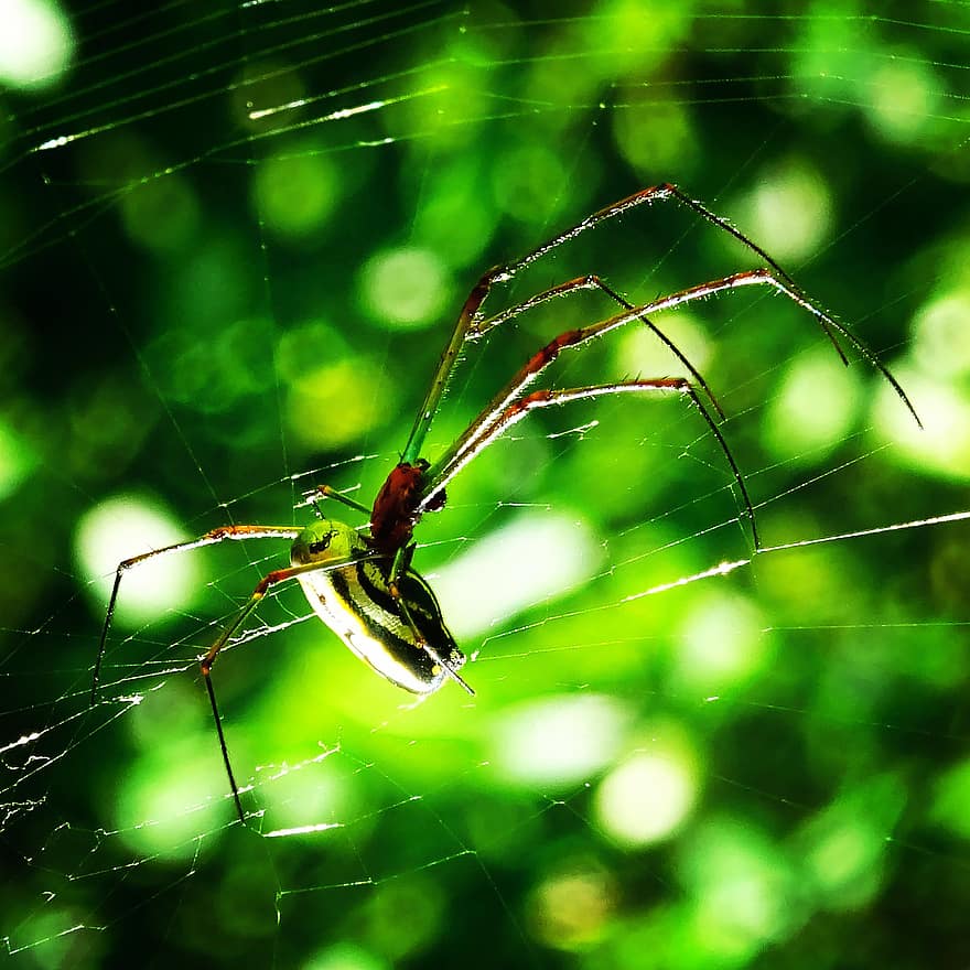 laba-laba, serangga, arakhnida, jaring laba-laba, alam, ilmu serangga, merapatkan, makro, warna hijau, binatang di alam liar, latar belakang