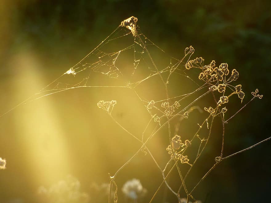 Çiçekler, bitkiler, altın saat, ağ, örümcek ağı, akşam, Güneş, doğa, altın, ışık