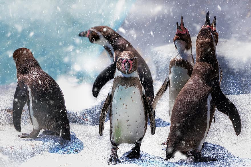 pinguins, passarinhos, neve, queda de neve, inverno, frio, animais, animais selvagens, natureza, icebergue, geleira