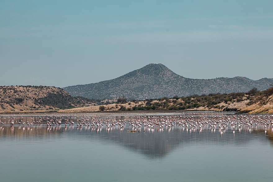 meer, heuvels, flamingo, vogelstand, reflectie, water, dieren, vogels waden, water vogels, watervogels, dieren in het wild