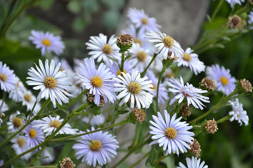 Asters, Flowers, White Asters, White Flowers, Petals, White Petals, Garden, Bloom, Blossom, Flora