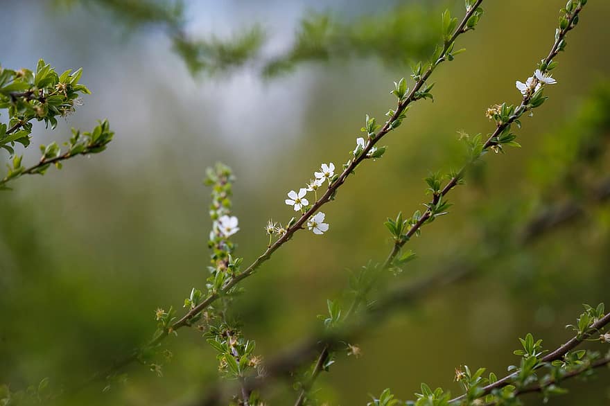 White Flowers, Flowering Branch, Blossoms, Bloom, Spring, close-up, plant, leaf, tree, green color, branch