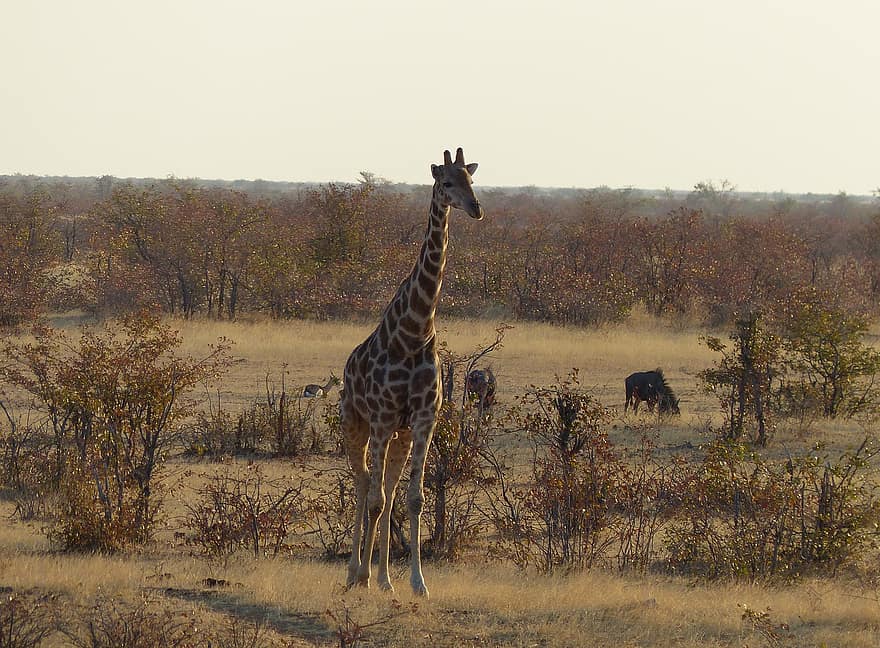 жираф, животно, природа, дивата природа, бозайник, сафари, дълго гърло, дългокрака, фотография на дивата природа, пейзаж, савана