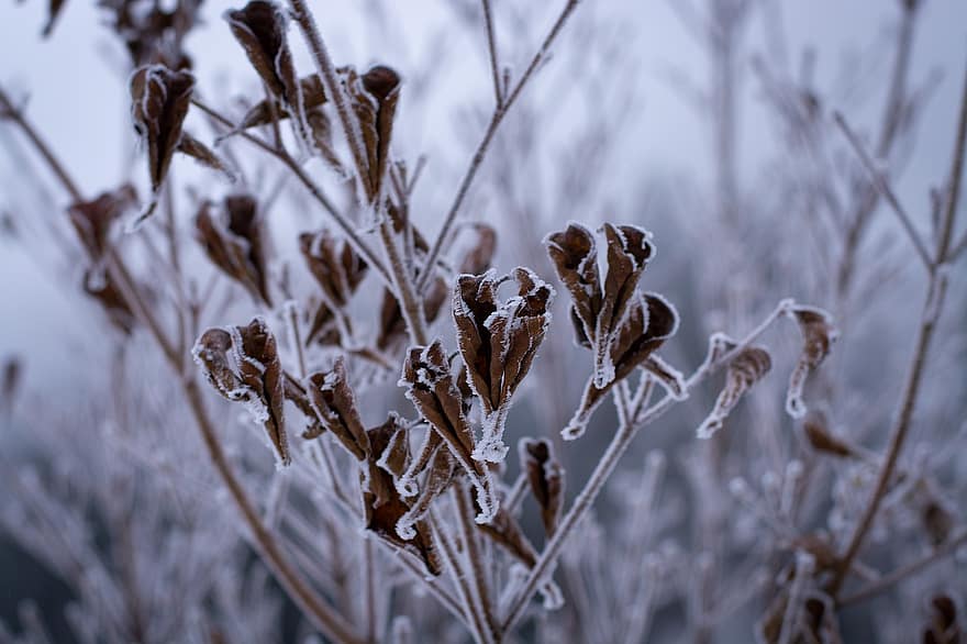 listy, poboček, zamrzlý, sníh, Příroda, zimní čas, Studený, zimní, mráz, rostlina, sezóna