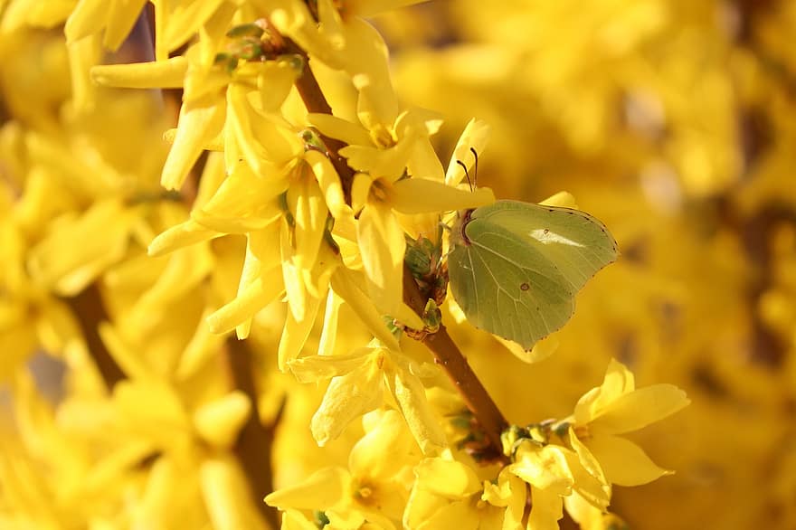 gonepteryx rhamni, drugelis, forsitija, gonepteryx, gėlės, geltona, aukso geltona, forsitijos gėlės, pavasaris, vabzdys, geltonas vabzdis