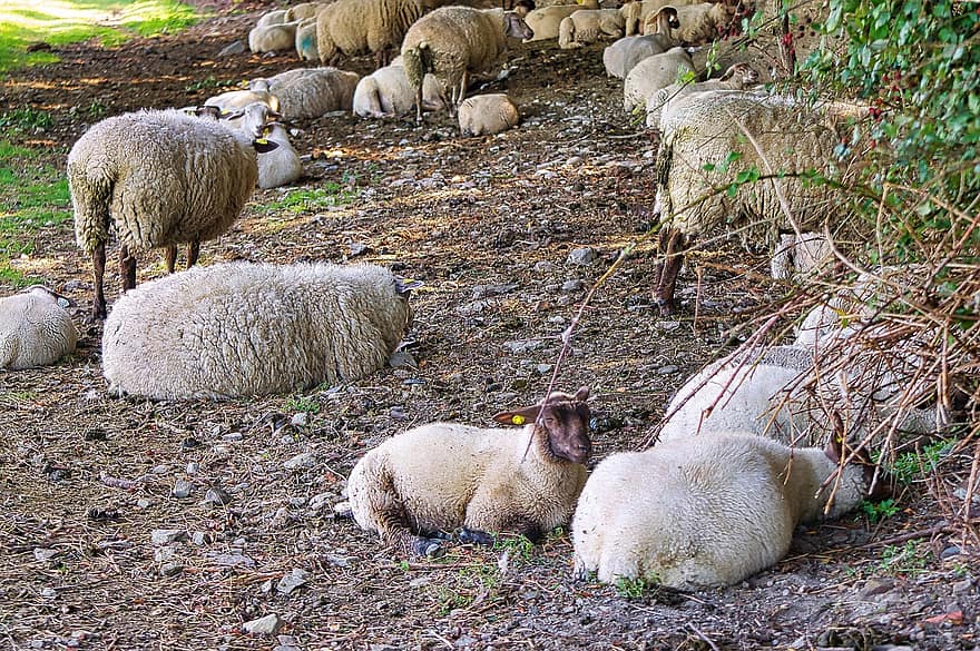 får, djur, boskap, bruka, bondgårdsdjur, mont saint michel, normandy