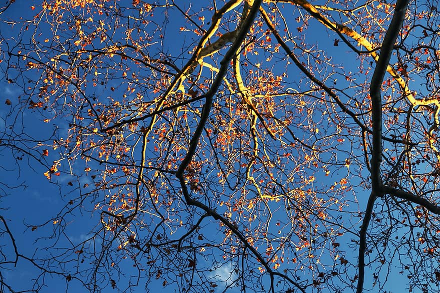 niebo, spadek, drzewo, Jesienny bum, odchodzi, tło, gałęzie