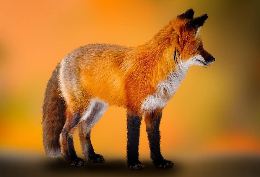 рыжая лиса, Fuchs, хищник, собачий, дикое животное, животное