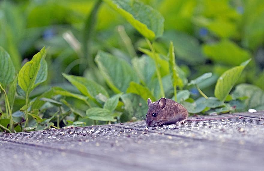 șoarece, mamifer, mouse-ul din lemn, animal, drăguţ, a închide, mic, rozător, animale de companie, Culoarea verde, blană