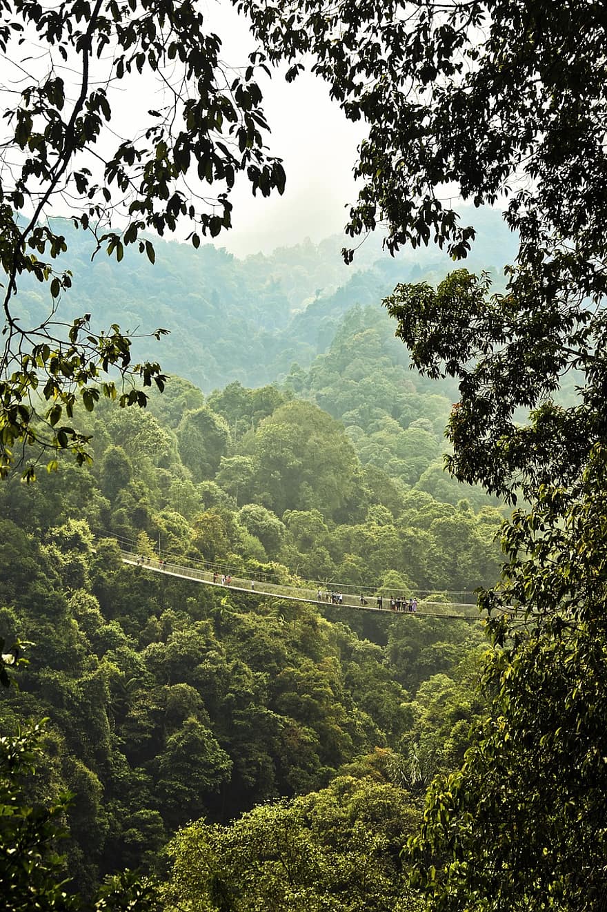 мост, гора, изгрев, природа, зелен, сутрин, панорамен, пътуване, празник, Индонезия, дърво