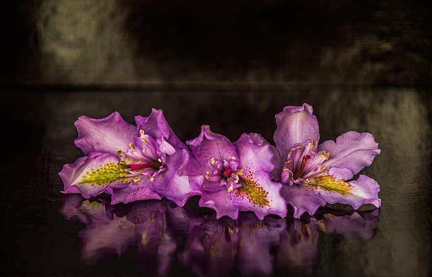 azalee, flori, plantă, Rhododendron, violet flori, petale, a inflori, decorativ, decor