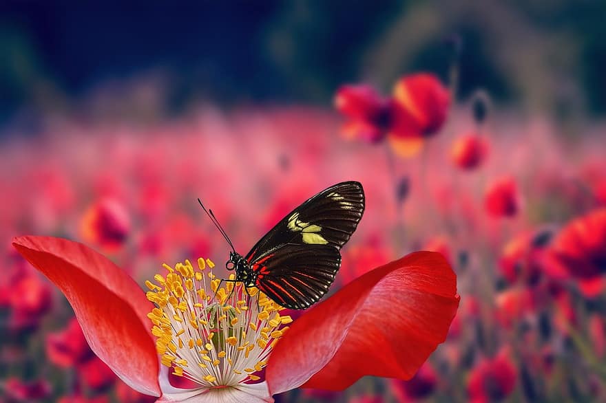 klaprozen, vlinder, bestuiving, weide, de lente, werf, veld-, detailopname, bloem, insect, multi gekleurd