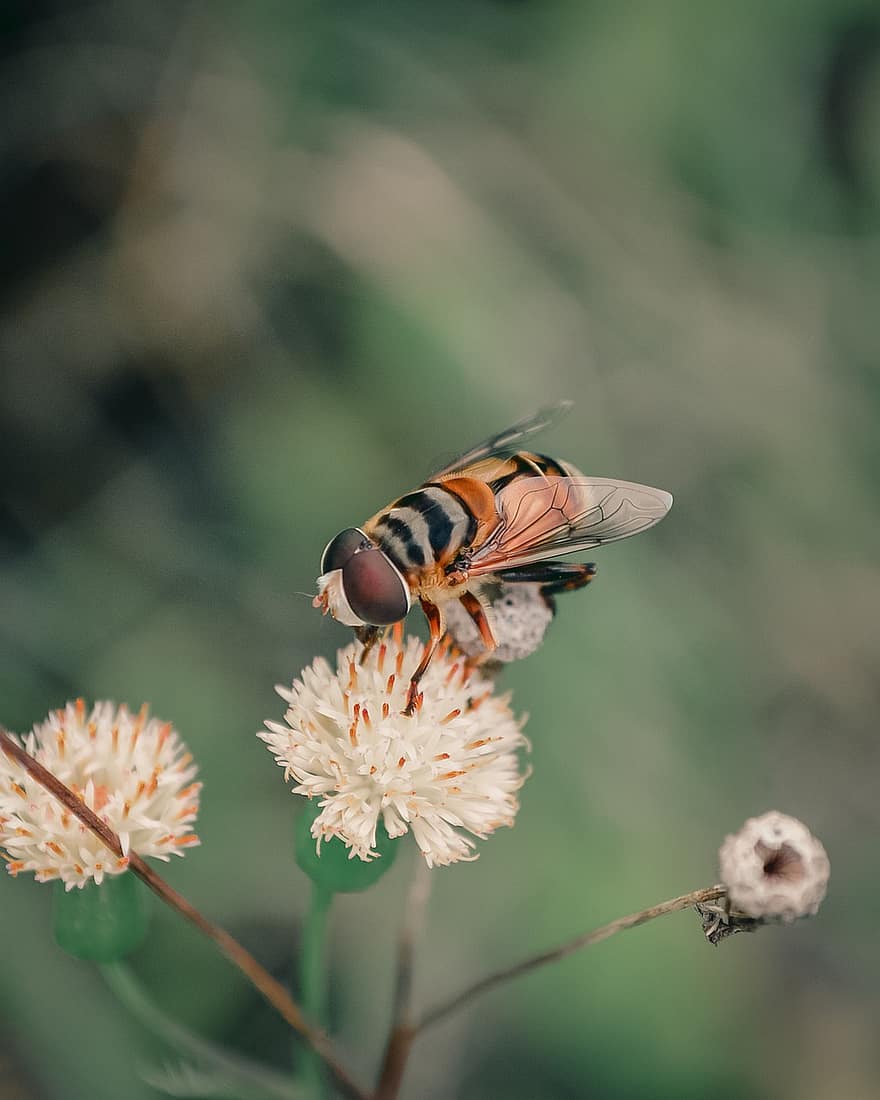 hoverfly, böcek, tozlaşmak, tozlaşma, çiçek, Kanatlı böcek, kanatlar, doğa, zarkanatlılar, entomoloji