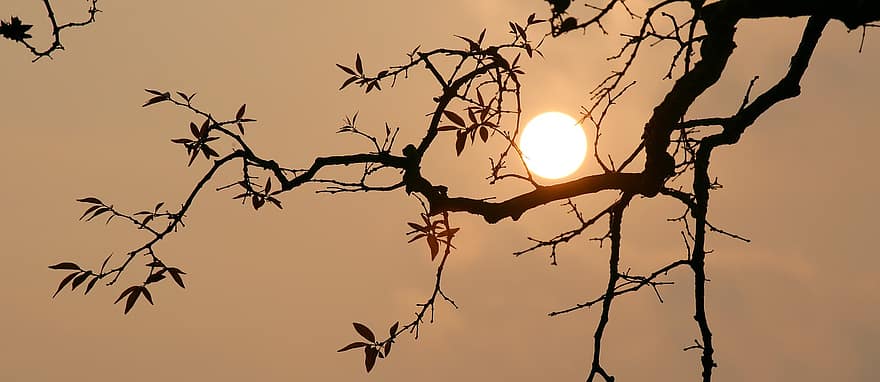 albero, luce del sole, tramonto, Hanoi, Vietnam