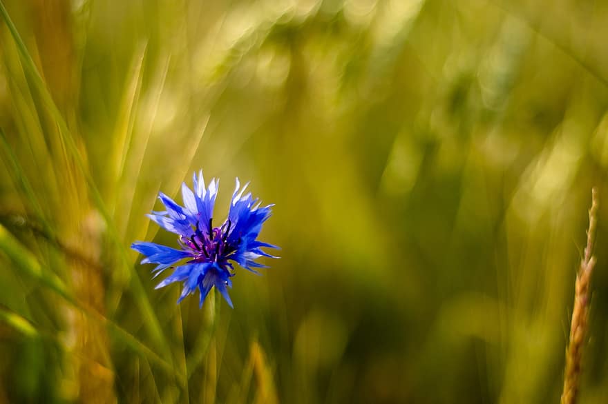 волошка, квітка, блакитна квітка, пелюстки, блакитні пелюстки, цвітіння, флора