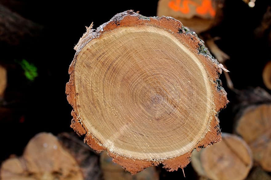 Wood, Bark, Log