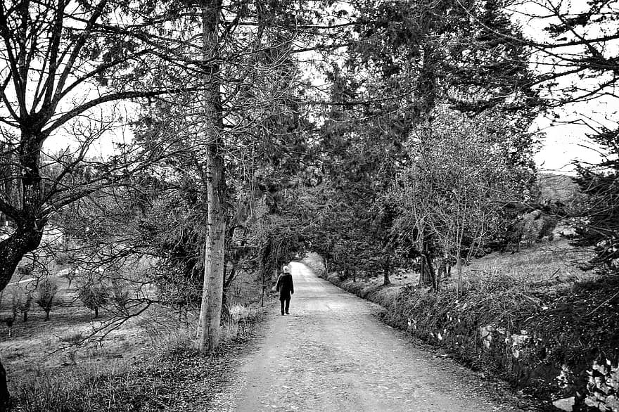 طريق ترابي ، رجل ، يمشي ، الطريق ، الأشجار ، أشجار الزيتون ، درب ريفي ، قروي ، الجانب القطري ، فلورنسا ، توسكانا