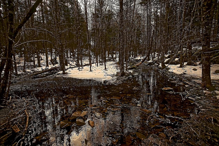 Trees, Nature, Forest, Outdoors, Woods, Wilderness, Woodland, Creek, tree, winter, snow