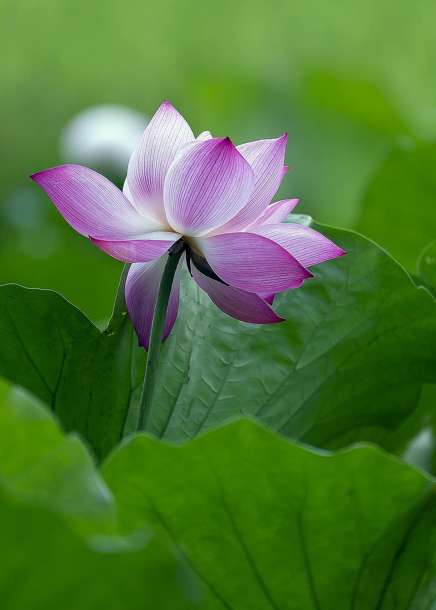lotus, floare, floare roz, floare de lotus, lotus frunze, a inflori, inflori, petale, roz petale, floră, plante acvatice