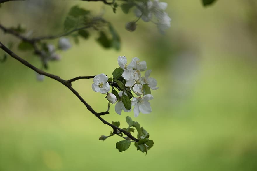 άνθος μηλιάς, λευκά λουλούδια, φύση, καλοκαίρι