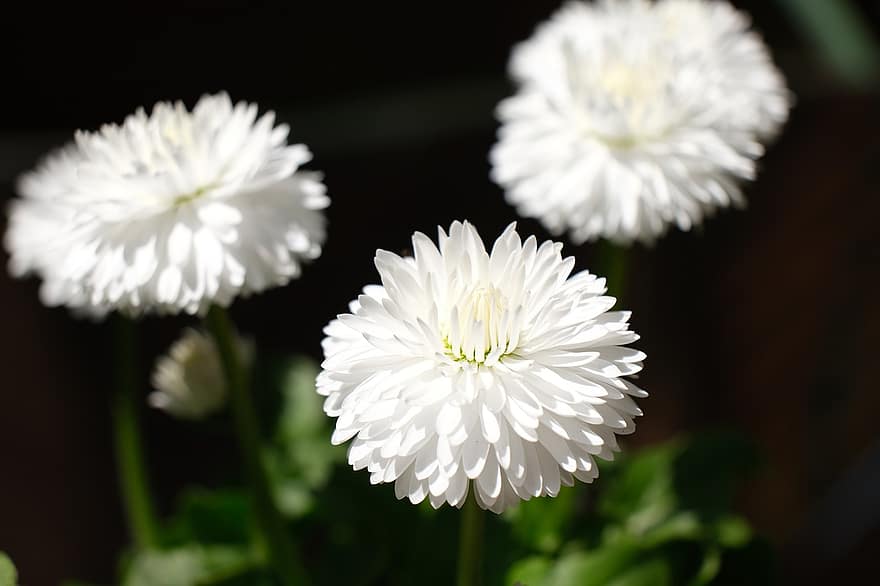 Flower, Daisy, White Flower, Common Daisy, Petals, Plant, close-up, summer, petal, green color, macro