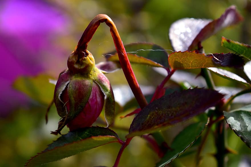 τριαντάφυλλο, rose bud, μπουμπούκι, κήπος