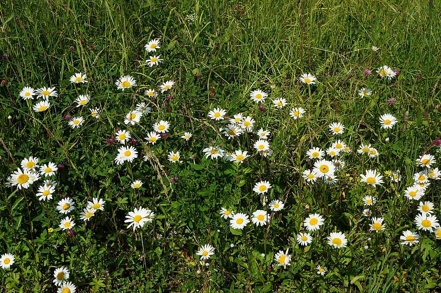 Summer, Grass, Meadow, Chamomile, Nature, Sun, Flowers, Green, Herbs, Landscape, Flower