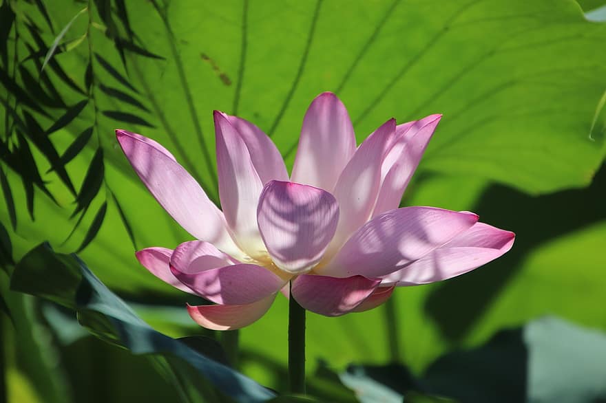 Lotus, Flower, Plant, Petals, Pink Petals, Pink Flower, Water Lily, Bloom, Blossom, Aquatic Plant, Flora