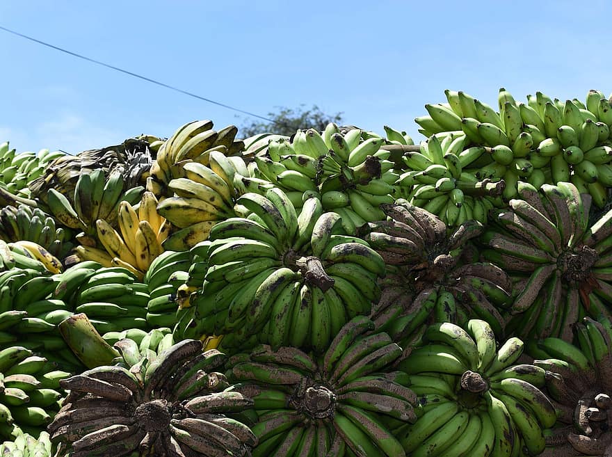frukt, bananer, innhøsting, tropisk, organisk, Pisang, produsere, marked, lokal, sunn, friskhet