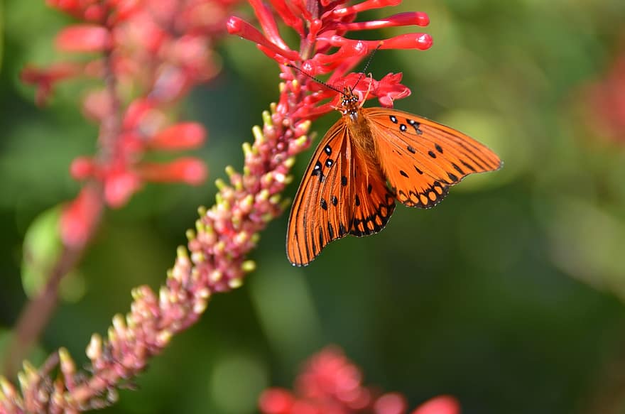 sommerfugl, insekt, bug, vinger, antenne, blomst, petals, blader, natur, dyr, fauna