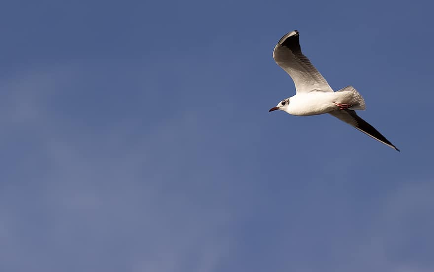 Seagull, Bird, Flying, Wings, Flight, Animal, Feathers, Plumage, Beak, Bird Watching, Ornithology