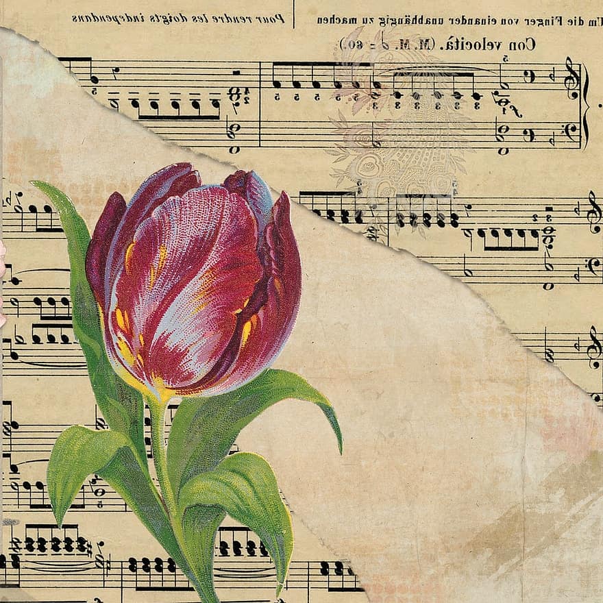 Tulip, Background, Music Sheet, Torn, Grunge, Plant, Template, Red, Leaves, Collage, Digital Art