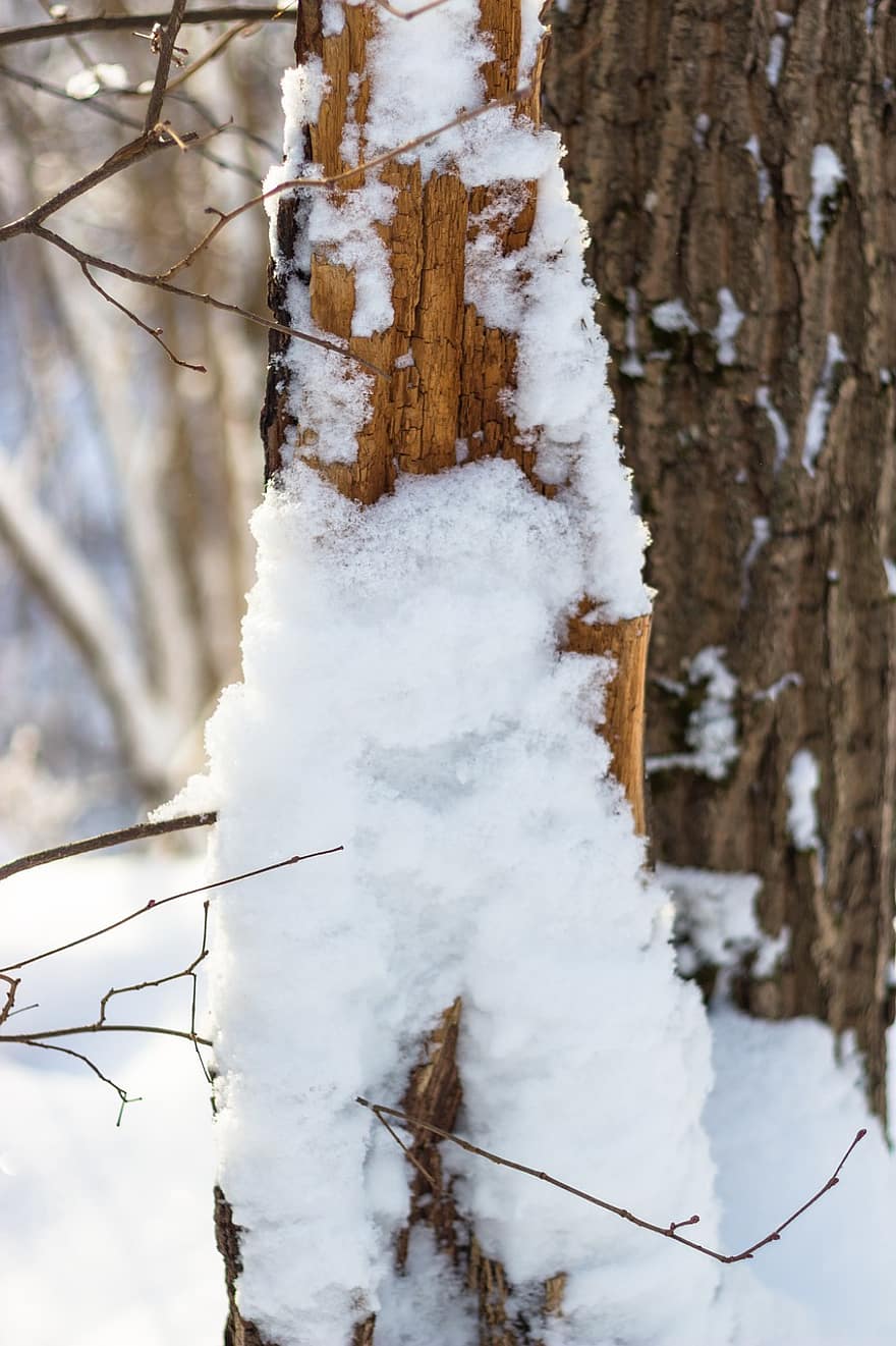 boom, logboek, schors, sneeuw, Bos, winter, abstract, seizoen, buitenshuis